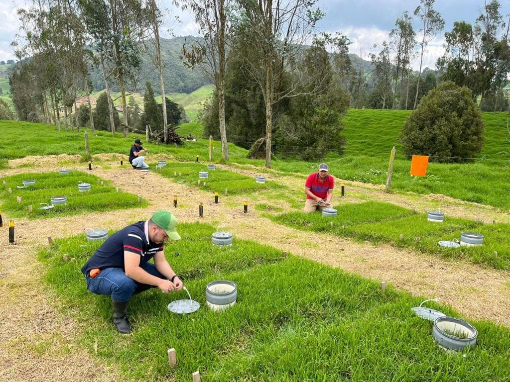 Silvopastoreo para producción lechera sostenible